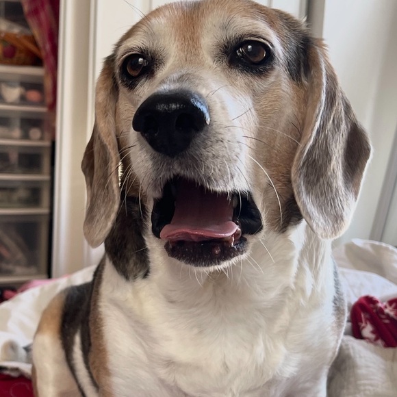 Meet your Posher, Stacy - Picture 3 of 4